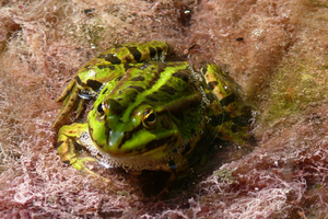 Frosch_CAP.jpg
